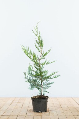 Cupressocyparis leylandii Leylandcypress häck 60-80 rotboll