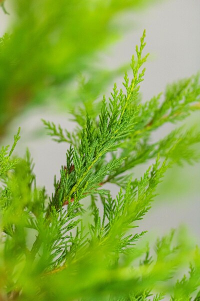 Cupressocyparis leylandii 60-80 cm - Rotklump