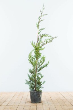 Cupressocyparis leylandii Leylandcypress häck 80-100 rotboll Cupressocyparis leylandii 80-100 cm