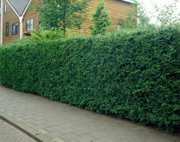 Cupressocyparis leylandii 80-100 cm