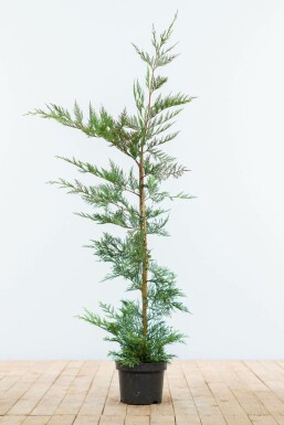 Cupressocyparis leylandii Leylandcypress hÀck 100-125 rotboll Cupressocyparis leylandii 100-125 cm