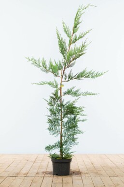 Cupressocyparis leylandii Leylandcypress hÀck 125-150 rotboll Cupressocyparis leylandii 125-150 cm