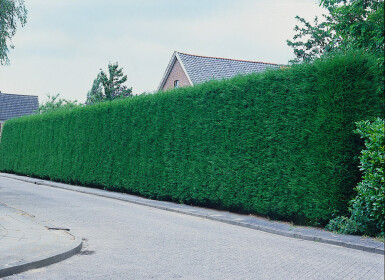 Cupressocyparis leylandii 125-150 cm