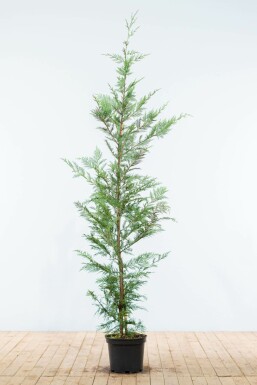 Cupressocyparis leylandii Leylandcypress hÀck 150-175 rotboll Cupressocyparis leylandii 150-175 cm