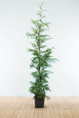 Cupressocyparis leylandii Leylandcypress hÀck 175-200 rotboll Cupressocyparis leylandii 175-200 cm