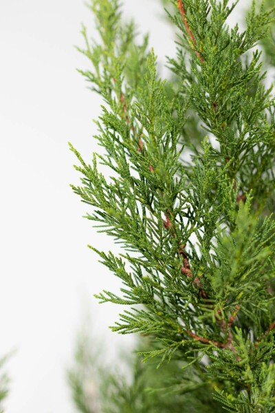 Cupressocyparis leylandii '2001' Leylandcypress häck 60-80 rotboll Cupressocyparis leylandii '2001' 60-80 cm