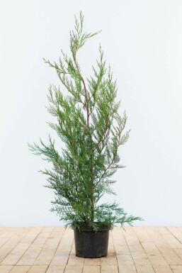 Cupressocyparis leylandii '2001' Leylandcypress häck 80-100 rotboll Cupressocyparis leylandii '2001' 80-100 cm