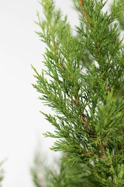 Cupressocyparis leylandii '2001' Leylandcypress hÀck 80-100 rotboll Cupressocyparis leylandii '2001' 80-100 cm