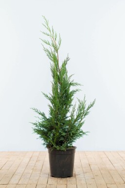 Cupressocyparis leylandii '2001' Leylandcypress häck 100-125 rotboll Cupressocyparis leylandii '2001' 100-125 cm