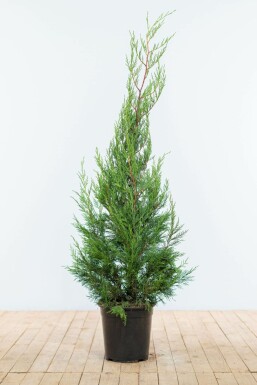 Cupressocyparis leylandii '2001' Leylandcypress häck 125-150 rotboll Cupressocyparis leylandii '2001' 125-150 cm