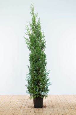 Cupressocyparis leylandii '2001' Leylandcypress häck 175-200 rotboll Cupressocyparis leylandii '2001' 175-200 cm