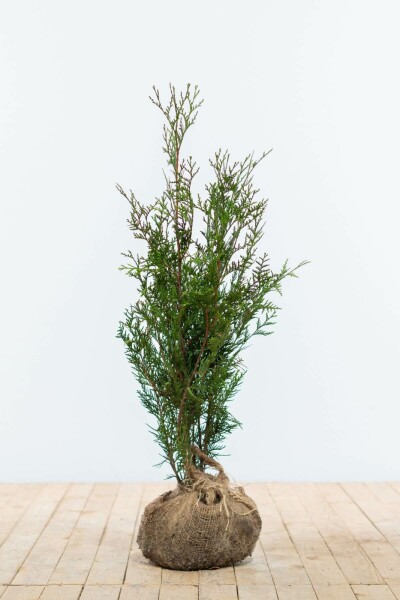 Thuja occidentalis 'Atrovirens' 60-80 cm
