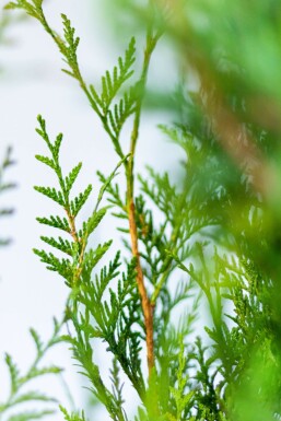 Thuja occidentalis 'Atrovirens' 60-80 cm