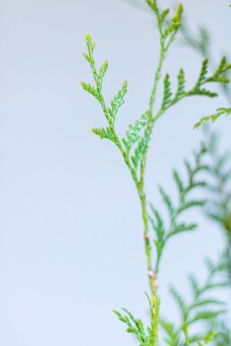 Thuja occidentalis 'Atrovirens' 60-80 cm