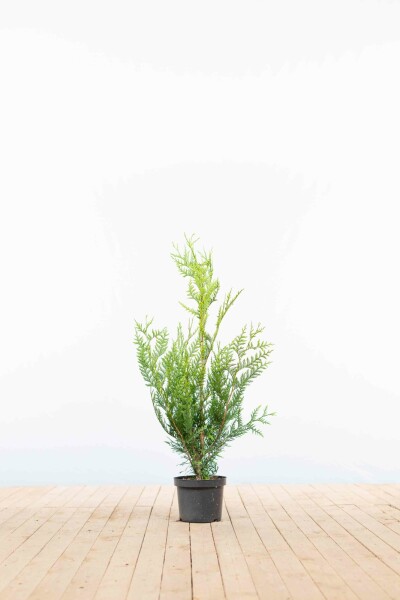 Thuja occidentalis 'Atrovirens' 80-100 cm