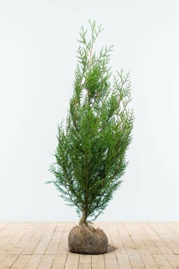 Thuja occidentalis 'Atrovirens' 125-150 cm