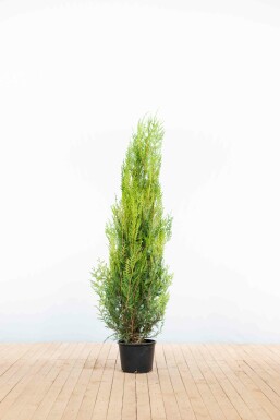Thuja occidentalis 'Atrovirens' 150-175 cm