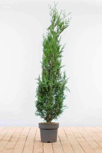 Thuja occidentalis 'Atrovirens' 175-200 cm