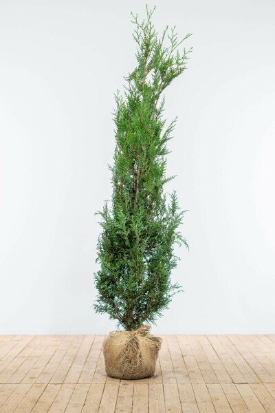 Thuja plicata 'Atrovirens' 175-200 cm