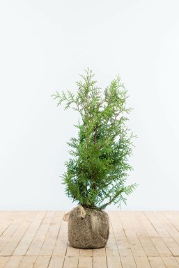 Thuja occidentalis 'Brabant' Tuja häck 60-80 rotboll Thuja occidentalis 'Brabant' 60-80 cm