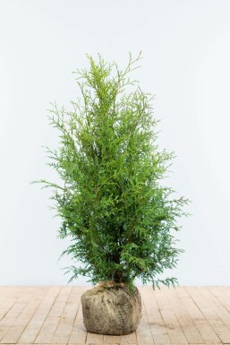 Thuja occidentalis 'Brabant' Tuja häck 80-100 rotboll