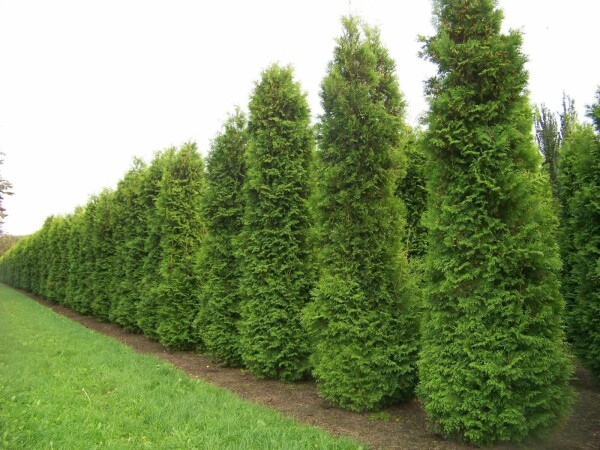 Thuja occidentalis 'Brabant' Tuja häck 80-100 rotboll Thuja occidentalis 'Brabant' 80-100 cm