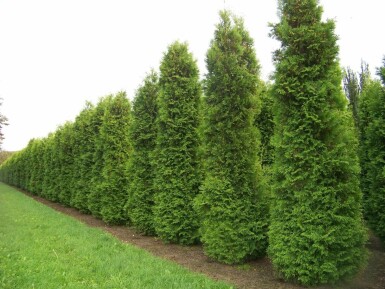 Thuja occidentalis 'Brabant' Tuja häck 160-180 rotboll Thuja occidentalis 'Brabant' 160-180 cm