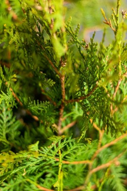Thuja occidentalis 'Brabant' 180-200 cm