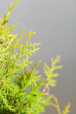 Thuja occidentalis 'Brabant' 180-200 cm