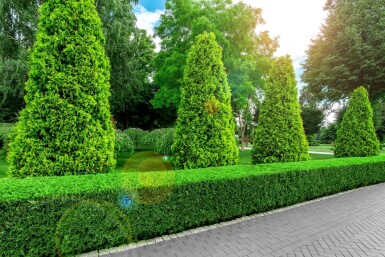 Thuja occidentalis 'Brabant' 180-200 cm