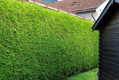 Thuja occidentalis 'Brabant' 180-200 cm