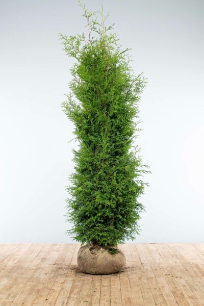 Thuja occidentalis 'Brabant' 200-225 cm