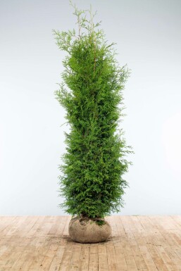 Thuja occidentalis 'Brabant'