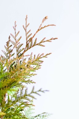 Thuja occidentalis 'Excelsa' 60-80 cm