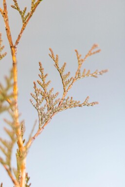 Thuja occidentalis 'Excelsa' 125-150 cm
