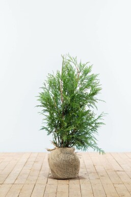 Thuja occidentalis 'Martin' Tuja häck 60-80 rotboll Thuja occidentalis 'Martin' 60-80 cm