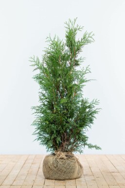 Thuja occidentalis 'Martin' Tuja häck 80-100 rotboll Thuja occidentalis 'Martin' 80-100 cm