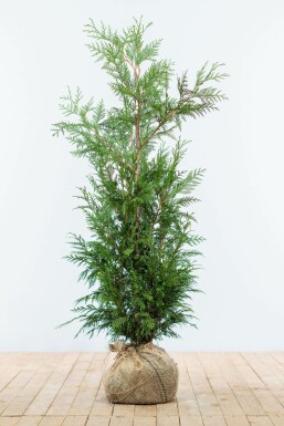 Thuja occidentalis 'Martin' Tuja häck 100-125 rotboll Thuja occidentalis 'Martin' 100-125 cm