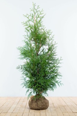 Thuja occidentalis 'Martin' Tuja häck 125-150 rotboll Thuja occidentalis 'Martin' 125-150 cm