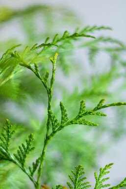Thuja occidentalis 'Martin' 125-150 cm