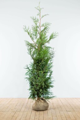 Thuja occidentalis 'Martin' Tuja häck 150-175 rotboll Thuja occidentalis 'Martin' 150-175 cm