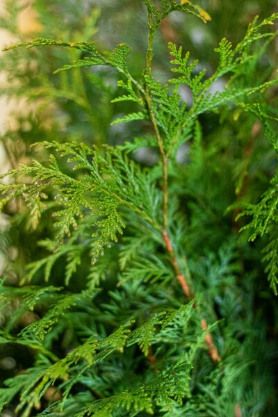 Thuja occidentalis 'Martin' 150-175 cm
