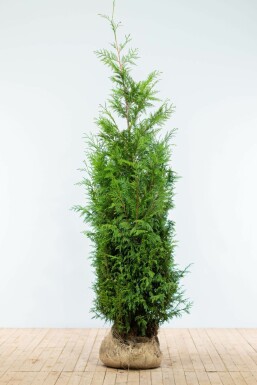 Thuja occidentalis 'Martin' Tuja häck 175-200 rotboll Thuja occidentalis 'Martin' 175-200 cm