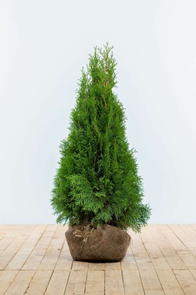 Thuja occidentalis 'Smaragd'