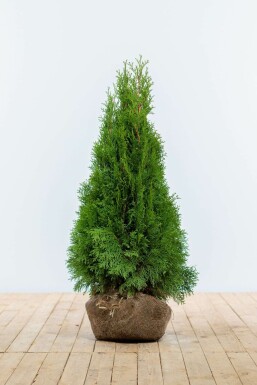 Thuja occidentalis 'Smaragd' 80-100 cm