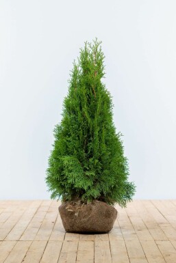 Thuja occidentalis 'Smaragd' Ädeltuja häck 80-100 rotboll