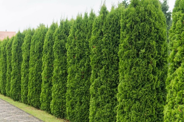 Thuja occidentalis 'Smaragd' 80-100 cm
