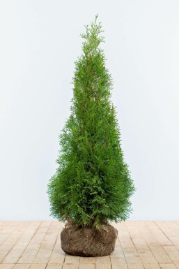 Thuja occidentalis 'Smaragd'