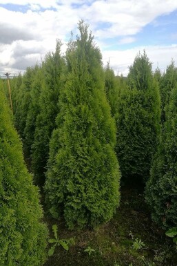 Thuja occidentalis 'Smaragd' 100-120 cm