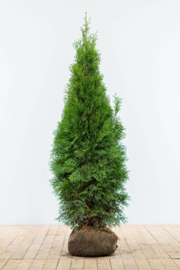 Thuja occidentalis 'Smaragd' 120-140 cm